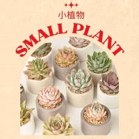 Small Plant (Small Size Plant/Bonsai) 